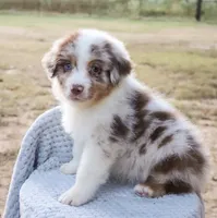 AKC Cash, a male Australian Shepherd for sale in Ivanhoe, TX – 1 of 10