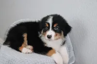 AKC Winston , a male Australian Shepherd for sale in Ivanhoe, TX – 4 of 8