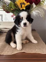 AKC Onyx , a male Australian Shepherd for sale in Ivanhoe, TX – 3 of 4
