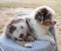 AKC Cash, a male Australian Shepherd for sale in Ivanhoe, TX – 6 of 10