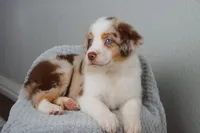 AKC Wrenly , a female Australian Shepherd for sale in Ivanhoe, TX – 8 of 9