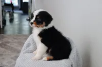 AKC Wimsy, a female Australian Shepherd for sale in Ivanhoe, TX – 5 of 8