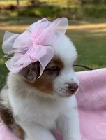 AKC Maple, a female Australian Shepherd for sale in Ivanhoe, TX – 5 of 7