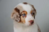 AKC Wrenly , a female Australian Shepherd for sale in Ivanhoe, TX – 2 of 9