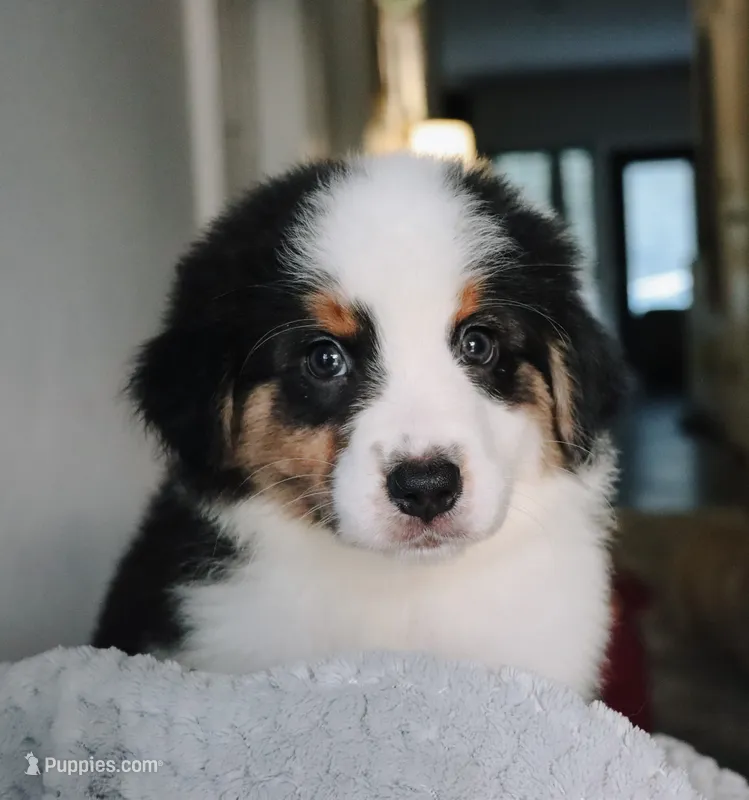AKC Jasper – Australian Shepherd puppy for sale in Ivanhoe, TX