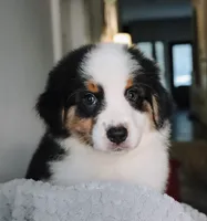 AKC Jasper, a male Australian Shepherd for sale in Ivanhoe, TX – 1 of 10
