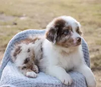 AKC Cash, a male Australian Shepherd for sale in Ivanhoe, TX – 4 of 10