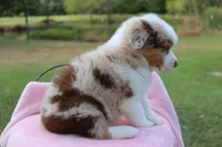 AKC Maple, a female Australian Shepherd for sale in Ivanhoe, TX – 3 of 7