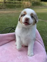 AKC Maple, a female Australian Shepherd for sale in Ivanhoe, TX – 6 of 7