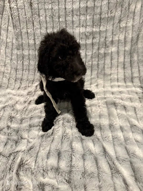 Ash – Poodle - Standard  puppy for sale in Elgin, TX