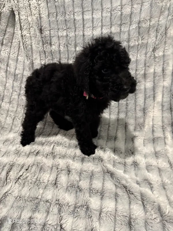 Pink – Poodle - Standard  puppy for sale in Elgin, TX