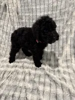 Pink, a female Poodle - Standard  for sale in Elgin, TX – 1 of 1