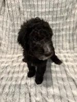 Purple , a female Poodle - Standard  for sale in Elgin, TX – 1 of 1