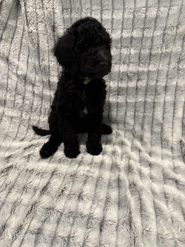 Green – Poodle - Standard  puppy for sale in Elgin, TX
