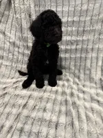 Green, a female Poodle - Standard  for sale in Elgin, TX – 1 of 1