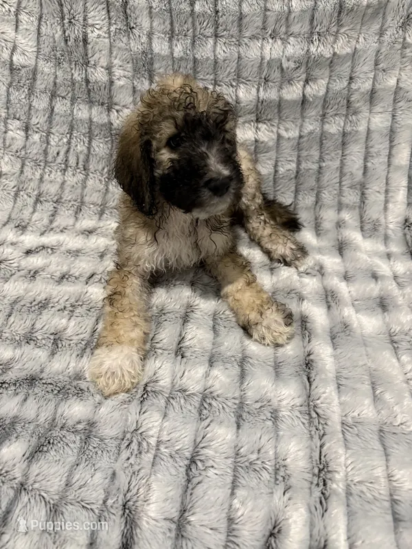 Nugget – Poodle - Standard  puppy for sale in Elgin, TX