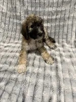 Nugget, a male Poodle - Standard  for sale in Elgin, TX – 1 of 2