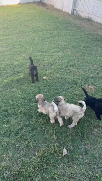 Nugget, a male Poodle - Standard  for sale in Elgin, TX – 2 of 2