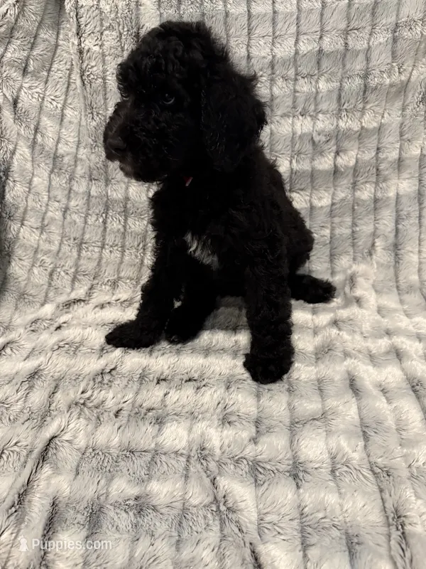Red – Poodle - Standard  puppy for sale in Elgin, TX