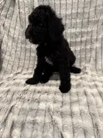 Red, a male Poodle - Standard  for sale in Elgin, TX – 1 of 1