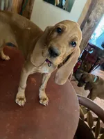 Hazel, a female Redbone Coonhound for sale in Mountain Center, CA – 2 of 6