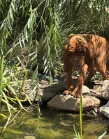 Maizey, a female Redbone Coonhound for sale in Mountain Center, CA – 4 of 5