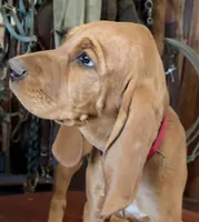 Hazel, a female Redbone Coonhound for sale in Mountain Center, CA – 4 of 6
