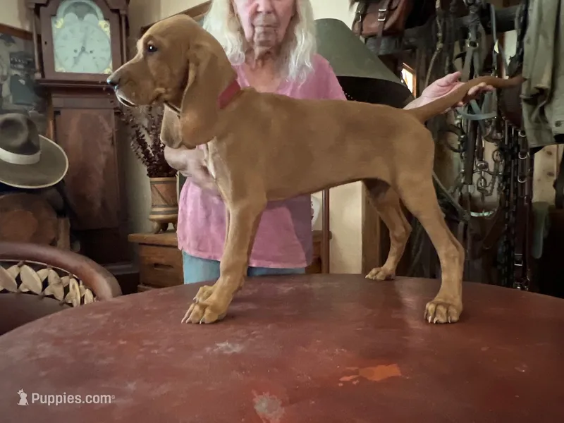 Hazel – Redbone Coonhound puppy for sale in Mountain Center, CA