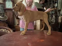 Hazel, a female Redbone Coonhound for sale in Mountain Center, CA – 1 of 6