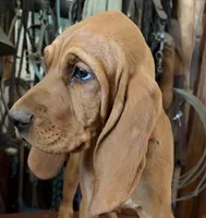 Hazel, a female Redbone Coonhound for sale in Mountain Center, CA – 6 of 6