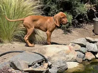Maizey, a female Redbone Coonhound for sale in Mountain Center, CA – 3 of 5