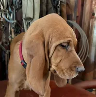 Hazel, a female Redbone Coonhound for sale in Mountain Center, CA – 3 of 6