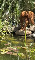 Maizey, a female Redbone Coonhound for sale in Mountain Center, CA – 5 of 5