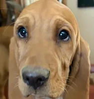 Hazel, a female Redbone Coonhound for sale in Mountain Center, CA – 5 of 6