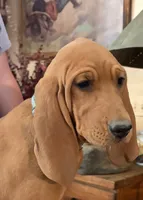 Maizey, a female Redbone Coonhound for sale in Mountain Center, CA – 2 of 5