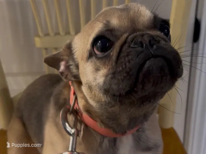 Chi chi  – French Bulldog puppy for sale in Suwanee, GA