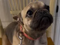 Chi chi , a female French Bulldog for sale in Suwanee, GA – Photo 1 of 3