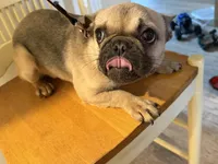 Chi chi , a female French Bulldog for sale in Suwanee, GA – Photo 3 of 3