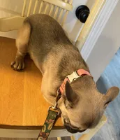 Chi chi , a female French Bulldog for sale in Suwanee, GA – Photo 2 of 3