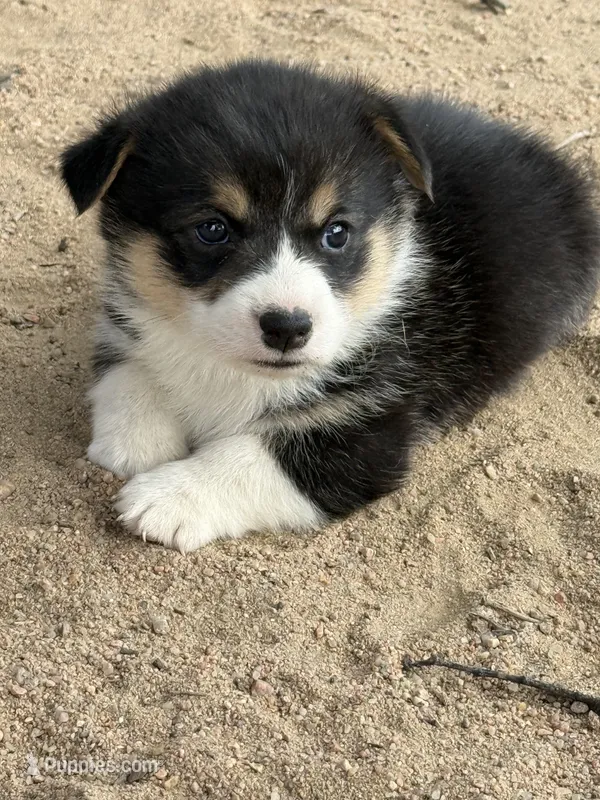 Rocket  – Pembroke Welsh Corgi puppy for sale in Olney Springs, CO