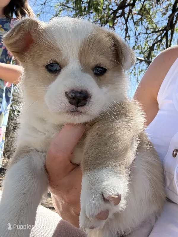 Dot – Pembroke Welsh Corgi puppy for sale in Olney Springs, CO