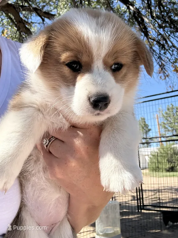 Vira  – Pembroke Welsh Corgi puppy for sale in Olney Springs, CO