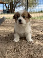 Vira , a female Pembroke Welsh Corgi for sale in Olney Springs, CO – 4 of 4