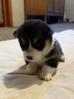 Rocket , a male Pembroke Welsh Corgi for sale in Olney Springs, CO – 2 of 4