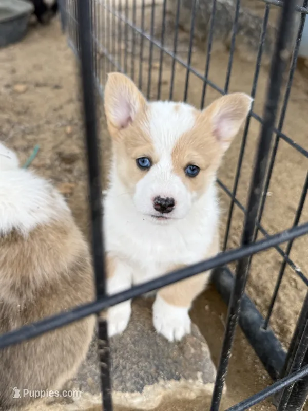 Dot – Pembroke Welsh Corgi puppy for sale in Olney Springs, CO