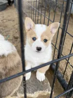 Dot, a female Pembroke Welsh Corgi for sale in Olney Springs, CO – 1 of 7