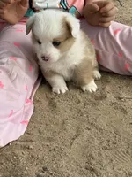 Reece, a male Pembroke Welsh Corgi for sale in Olney Springs, CO – 3 of 4