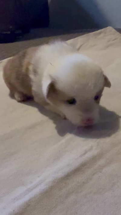 Reece, a male Pembroke Welsh Corgi for sale in Olney Springs, CO – 1 of 1