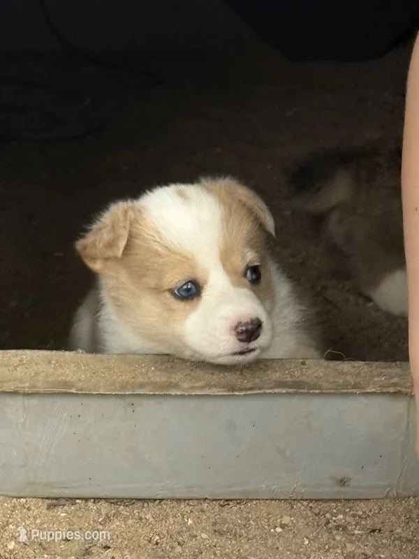 Dot – Pembroke Welsh Corgi puppy for sale in Olney Springs, CO