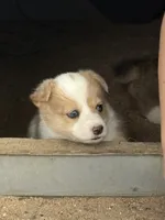 Dot, a female Pembroke Welsh Corgi for sale in Olney Springs, CO – 4 of 7